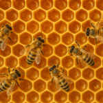 Why Bees Build Hexagons Geometry of Honeycombs