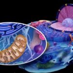Why Your Mitochondria Have Their Own DNA