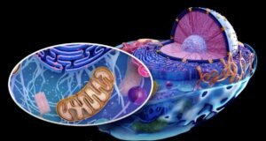 Why Your Mitochondria Have Their Own DNA