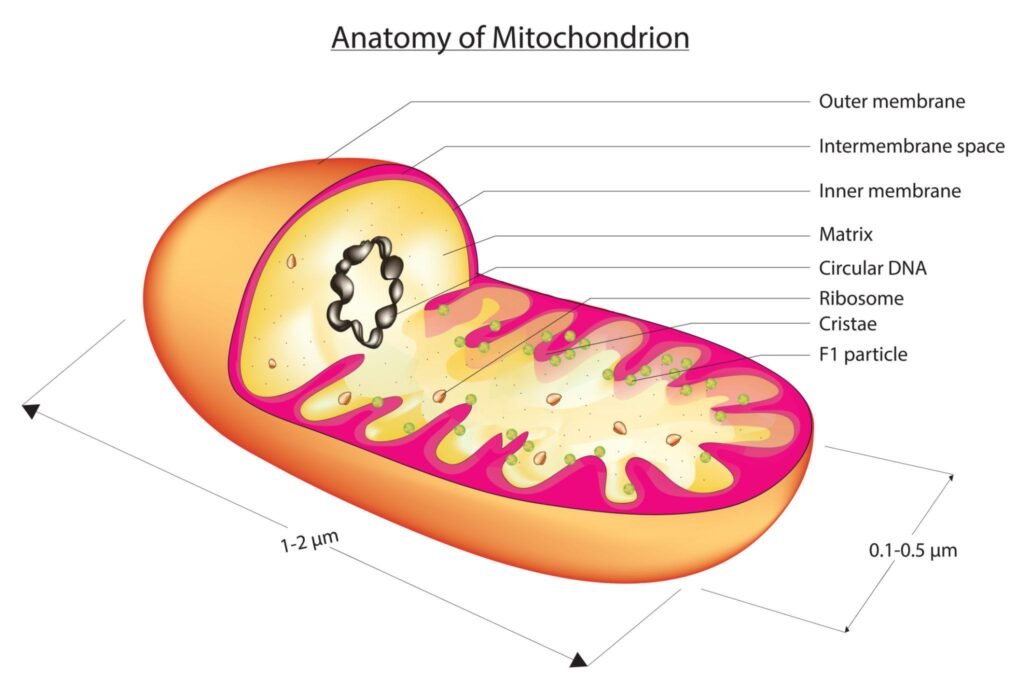 Why Your Mitochondria Have Their Own DNA