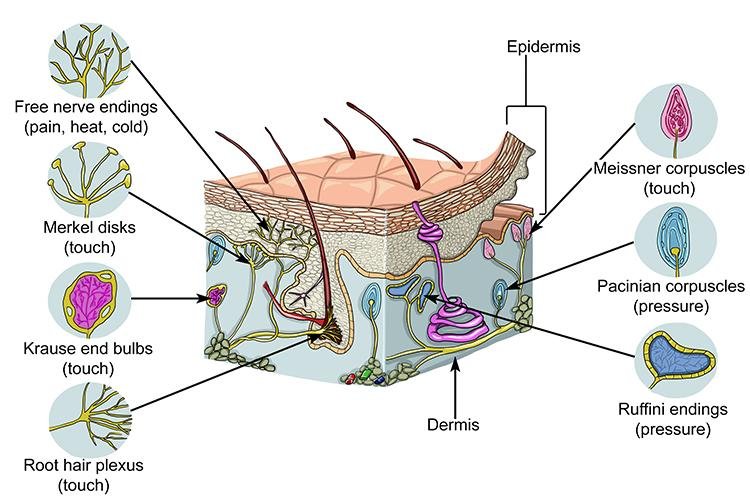 Why Your Skin Can Feel Wetness Without a Wetness Receptor